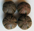 /products/heliophora-orbiculus-linnaeus-1758/